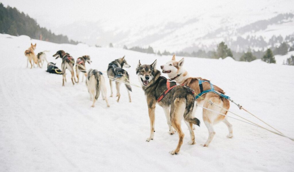 A team of sled dogs, led by two Huskies in colorful harnesses.