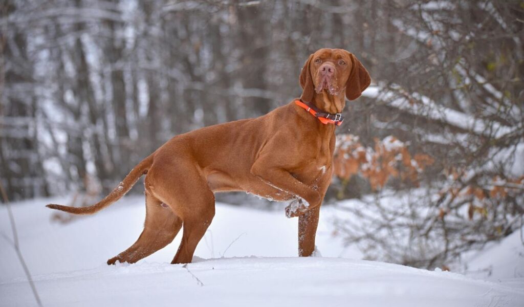 A Vizsla dog standing alert in a snowy forest.
