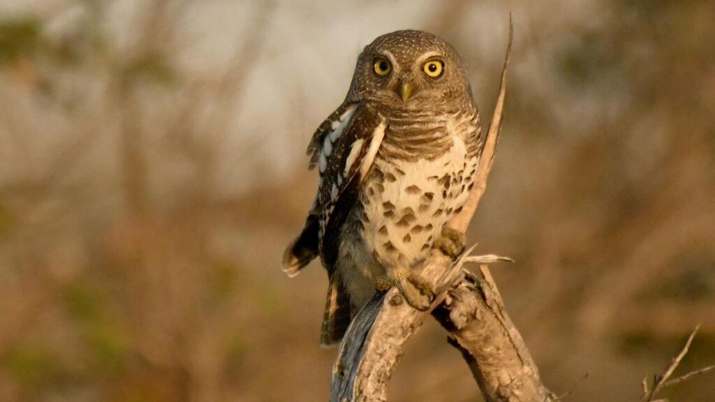 An African Barred Owlet perched on a dry branch, its bright yellow eyes standing out against the golden hues of the sunset-lit background.