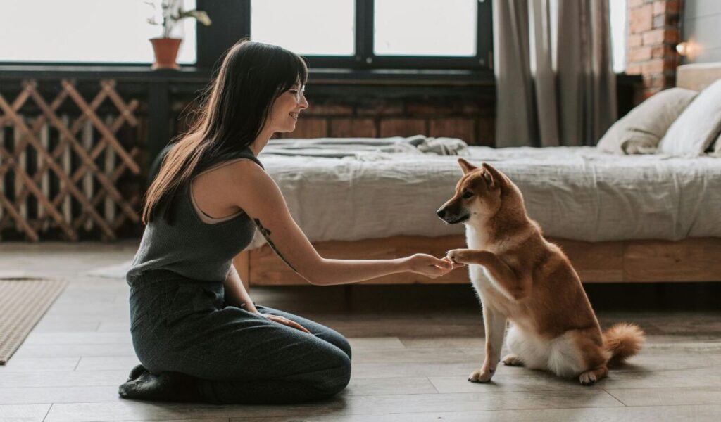 Woman shaking hands with a Shiba Inu dog indoors.