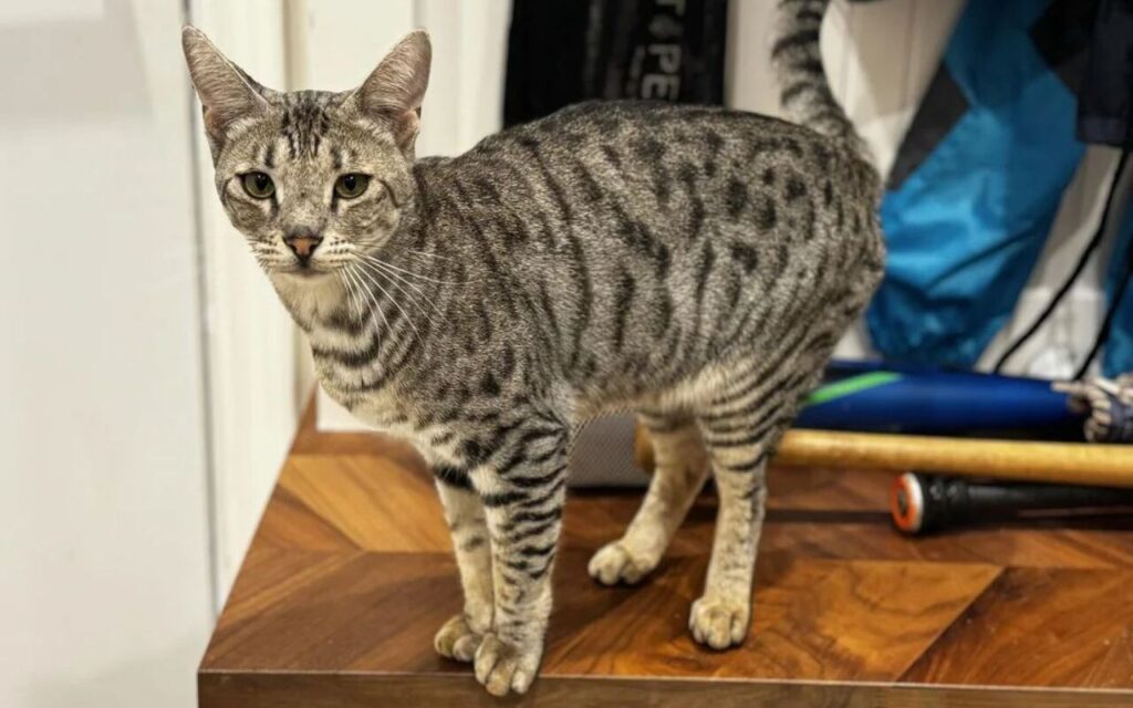 Spotted grey cat standing on a wooden surface.