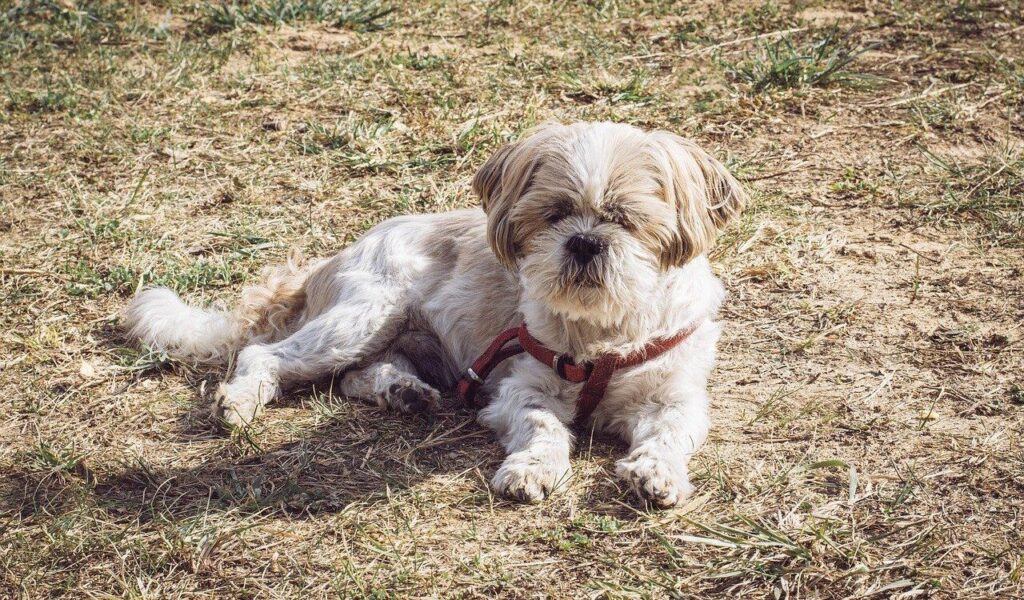 Shih Tzu lying on dry grass outdoors.