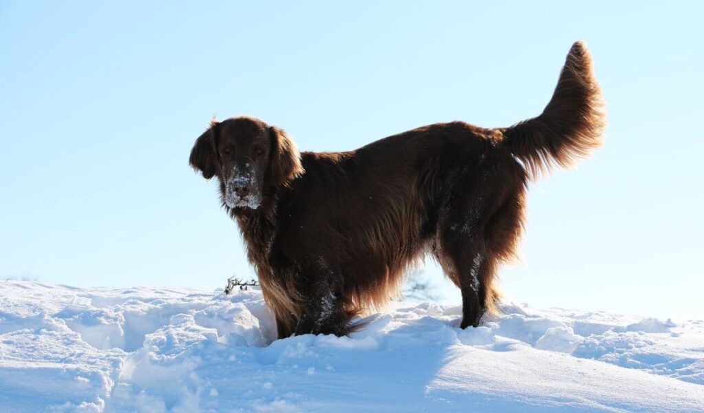 Newfoundland standing in snow