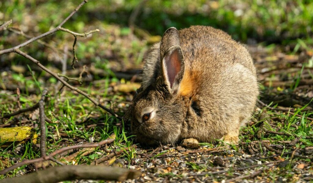 Flemish Giant rabbit grazing outdoors.