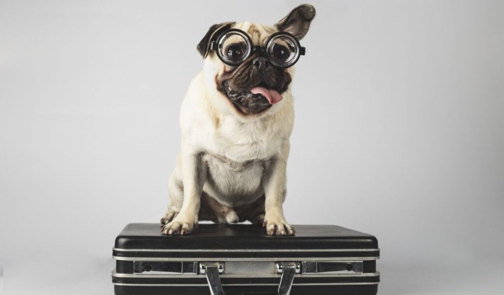Pug wearing large round glasses sitting on a suitcase.