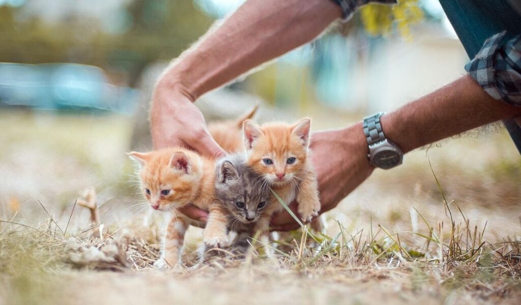 Three tiny kittens, two orange and one gray tabby, being gently held by a person wearing a watch. They are placed on grassy ground in an outdoor setting, with a blurred background of trees and sunlight.