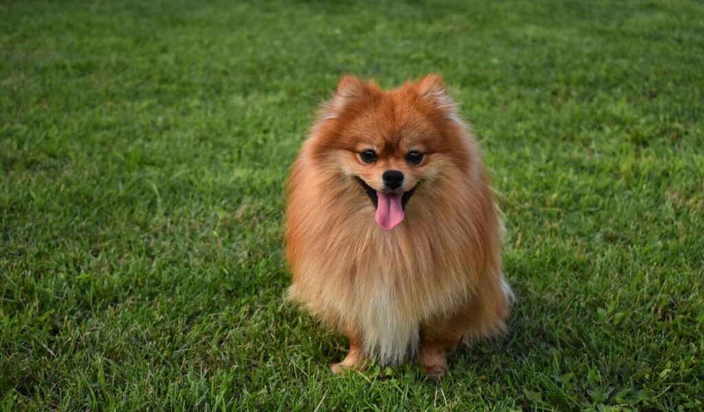 A fluffy orange Pomeranian sitting on a neatly trimmed lawn, smiling with its tongue out, enjoying the outdoors.