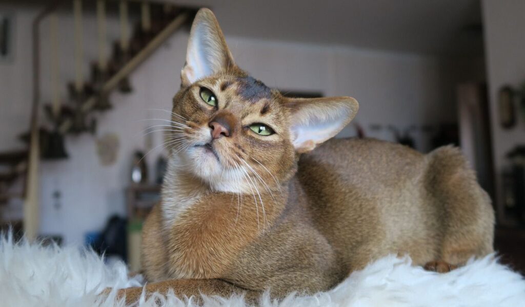 A regal Abyssinian cat with a warm ruddy coat and striking green eyes lounging on a fluffy white surface. The cat tilts its head slightly, giving a curious and confident expression. The background features a cozy indoor setting with a staircase and blurred home decor, enhancing the cat's poised and elegant demeanor.