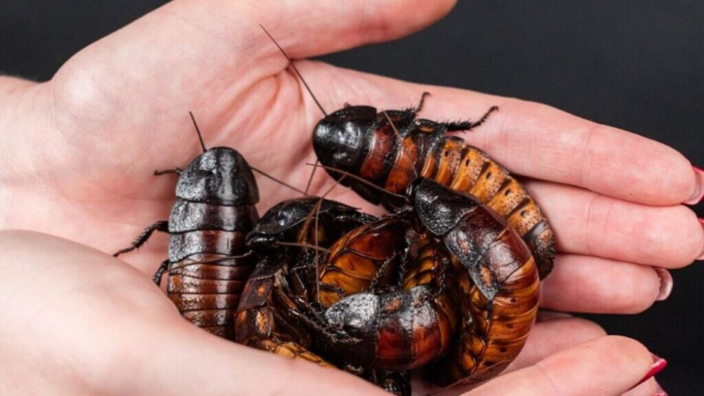 Cockroaches