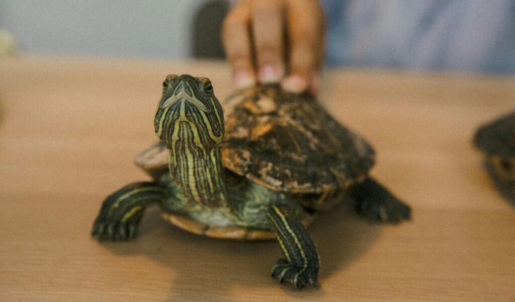 Red-eared slider turtle being gently touched on its shell.