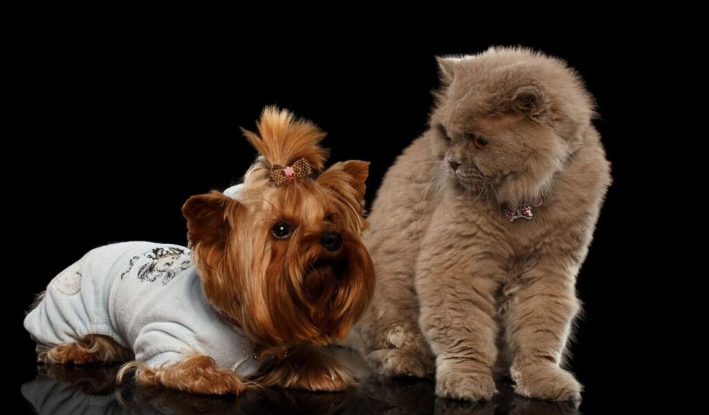 yorkshire terrier and scottish fold cat posing