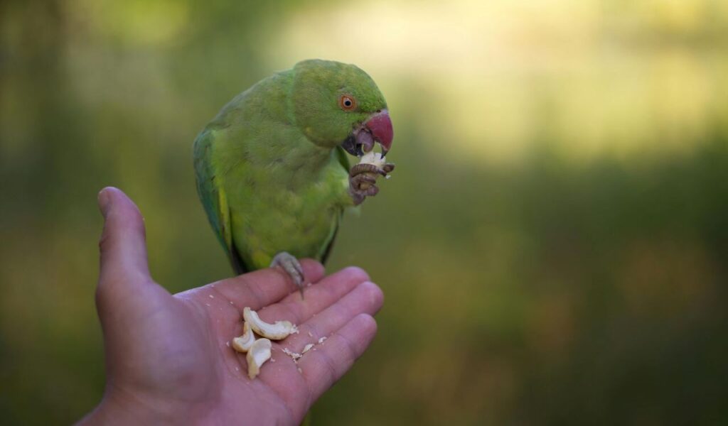 green parrot eating nuts from a person's hand