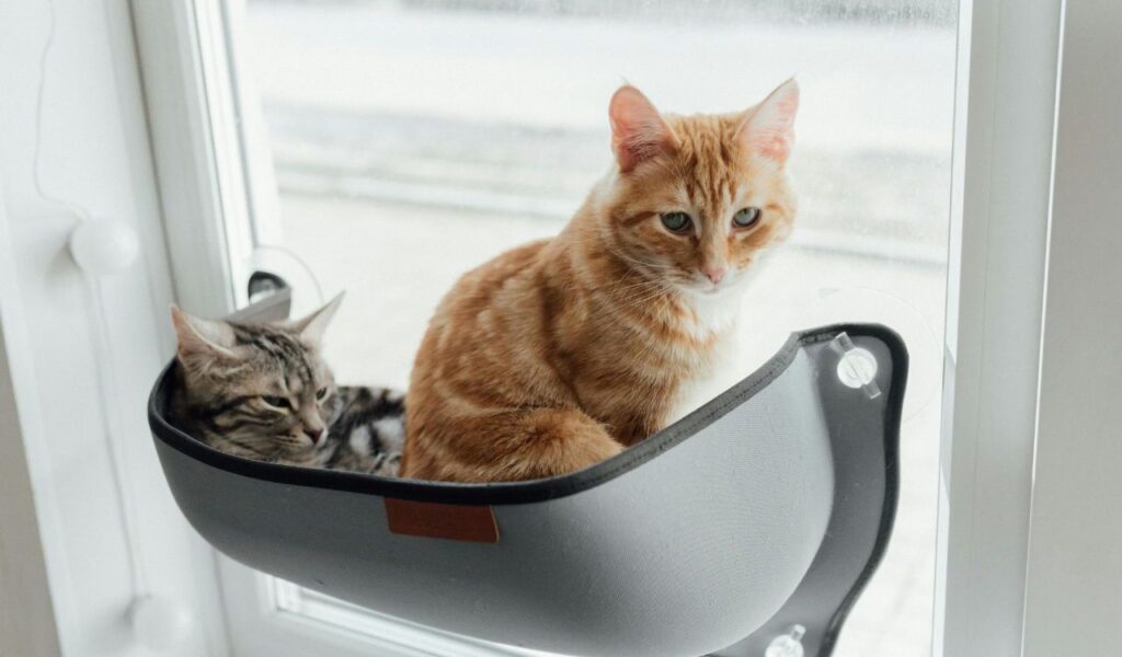 tabby cat and orange cat resting in a window perch