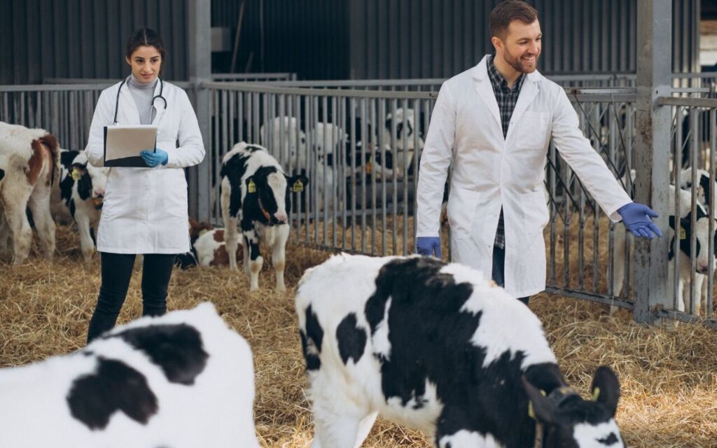 Veterinarian and assistant working with cows in a barn.
