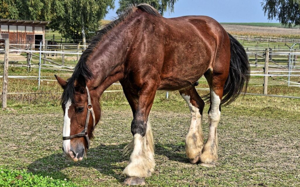 A horse grazing in a field.