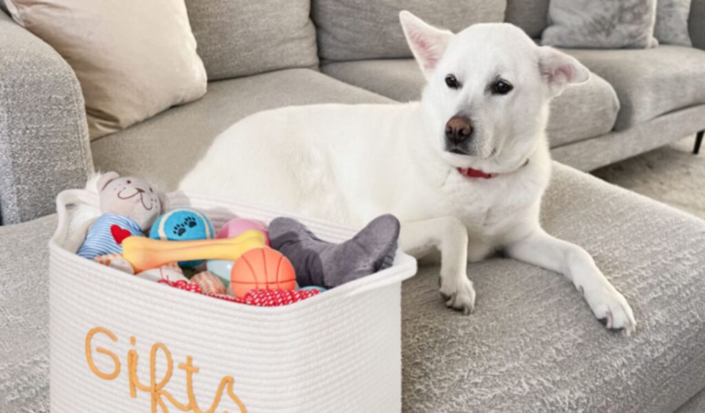 White dog resting beside a basket of colorful toys.