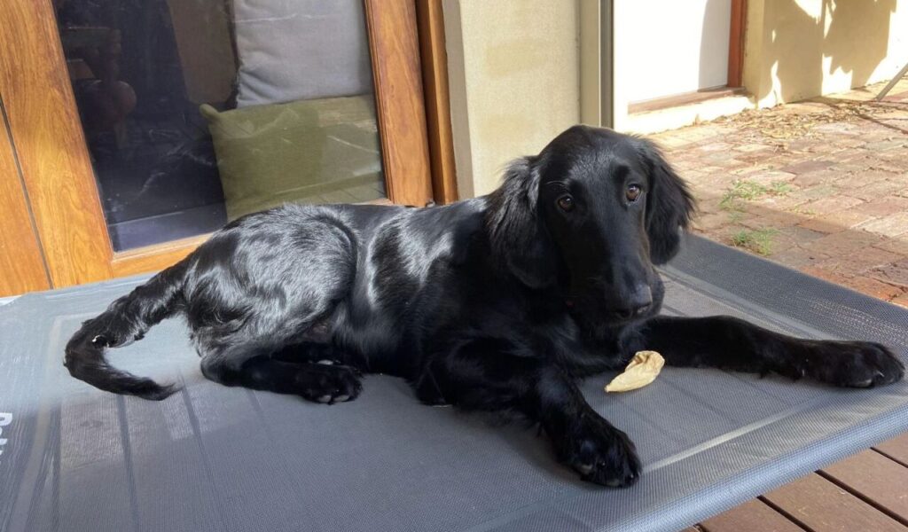 Flat-Coated Retriever resting on a bed.