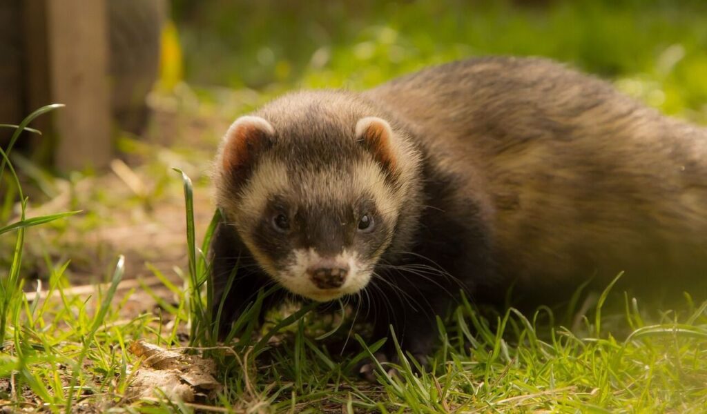 Ferret walking in grass.