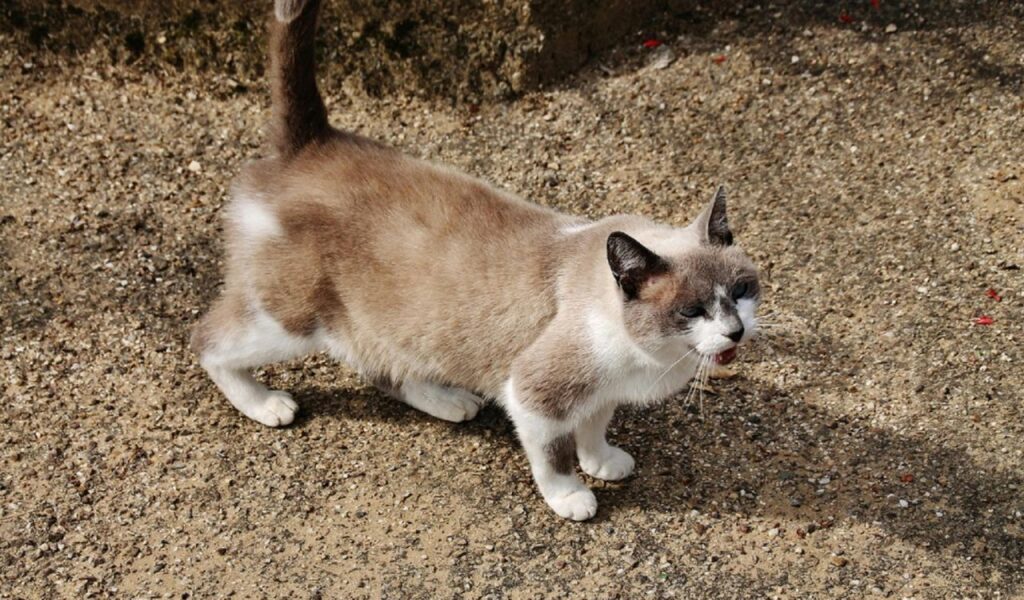 Signs You Need a New Litter Box for Your Cats