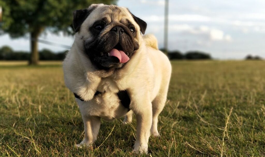 Pug standing on grass with its tongue out.