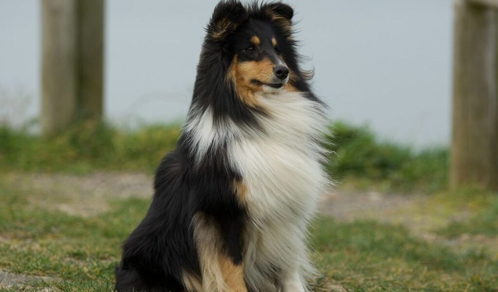 Shetland Sheepdog sitting on the grass.