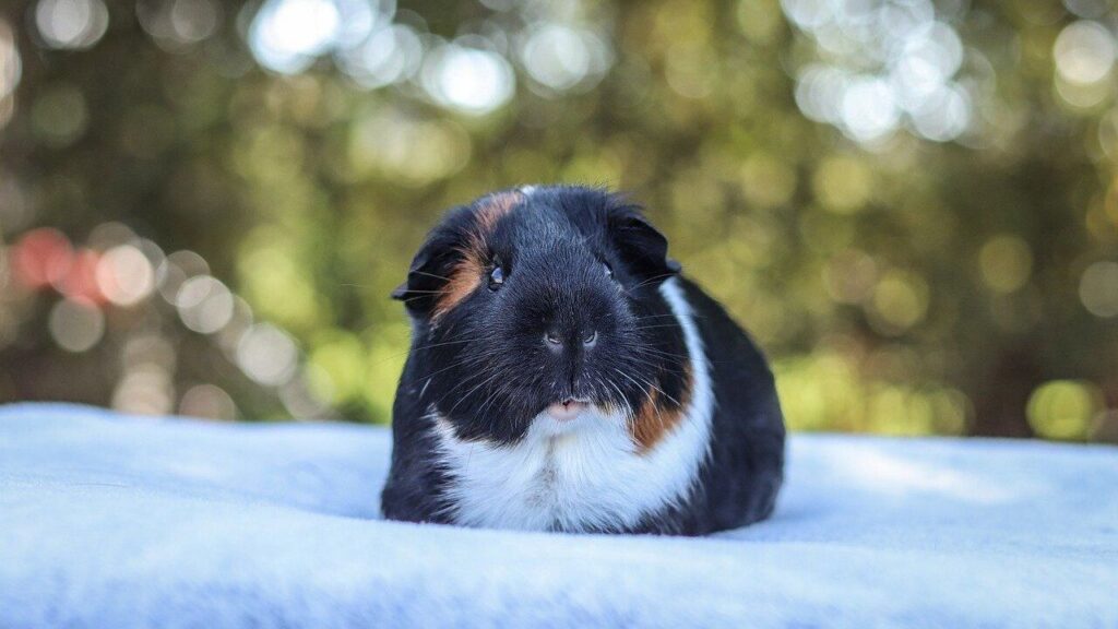A black guinea pig with white and brown markings sitting on a soft blue surface outdoors, with a blurred natural background featuring dappled sunlight through greenery.