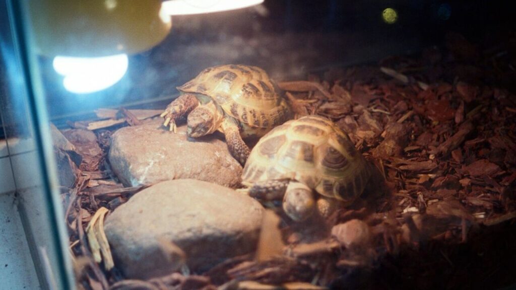 Two turtles resting on rocks under a heat lamp in a terrarium.