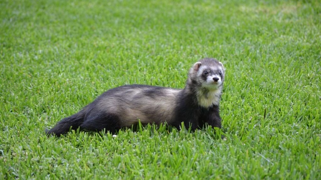 A dark brown ferret with light facial markings standing alert on a lush green lawn, looking off into the distance.