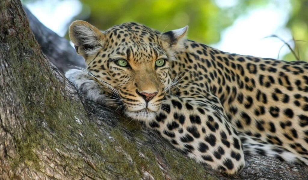 leopard resting on a tree branch