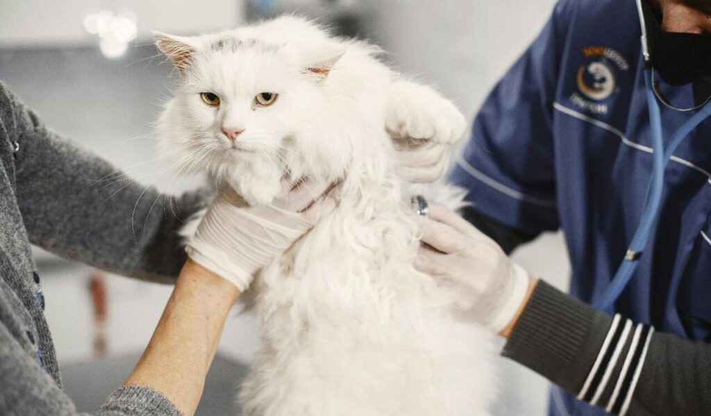 vet holding a white cat