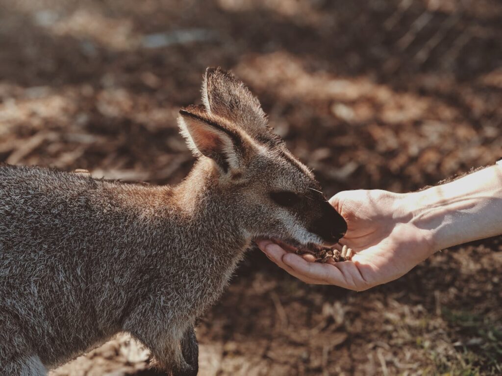 A wallaby feeding from a person's hand in an outdoor setting