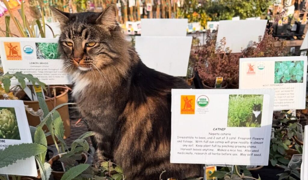 tabby cat sitting among plant labels