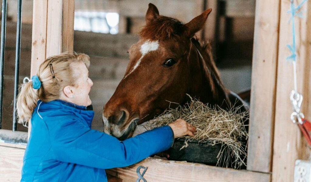 horse being fed hay