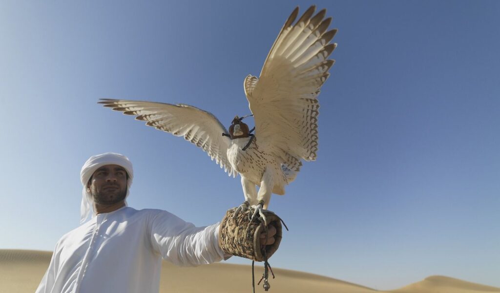 falcon on handler's glove in desert