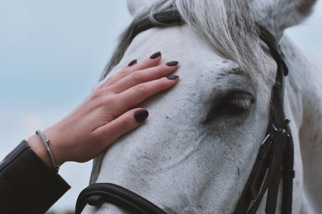 A close-up of a person gently stroking the head of a white horse