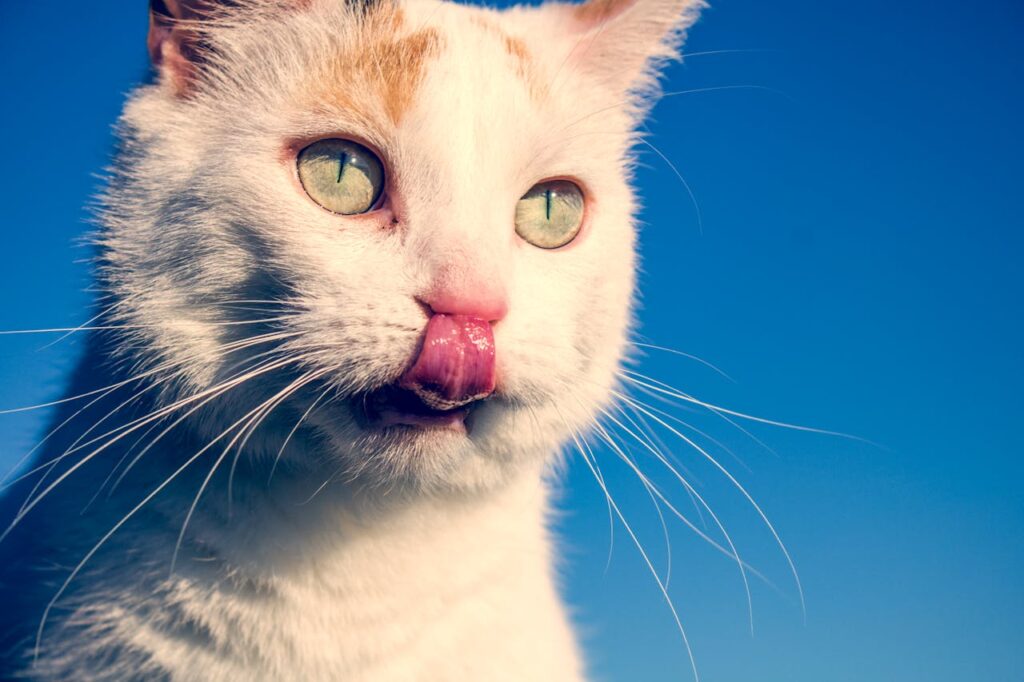White cat bleps under a blue sky