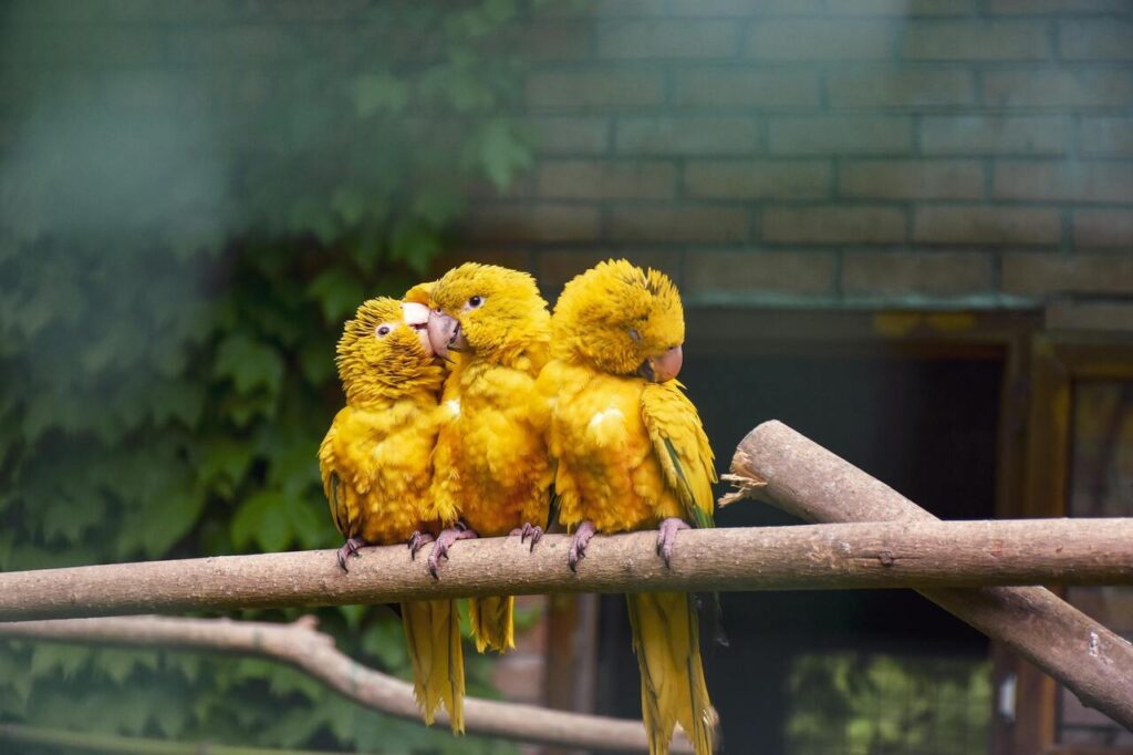 Three vibrant yellow parrots cuddling closely.