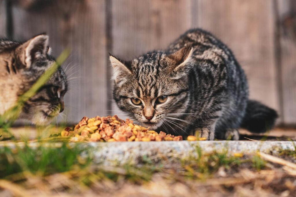 Tabby kittens eating food outdoors together.