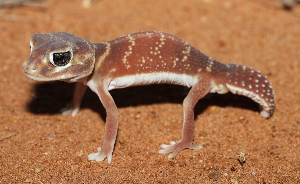 knob tailed gecko