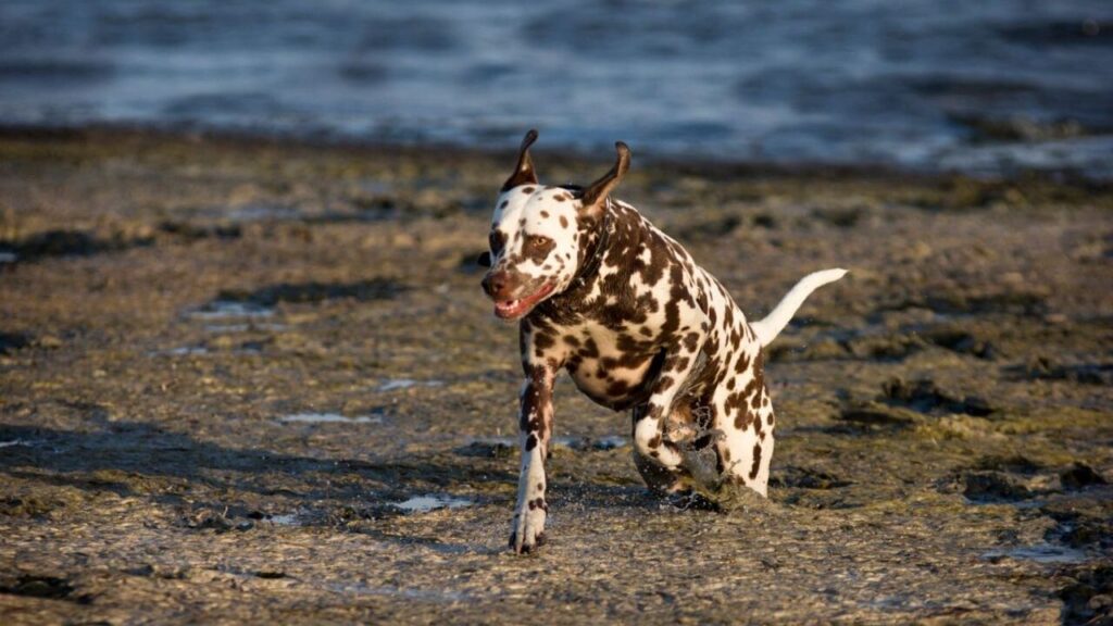 A playful Dalmatian dog with a white coat and dark brown spots, energetically running through a shallow, rocky water area. The dog's ears are perked up, and its tongue is slightly out, showing its excitement. The sunlight highlights its sleek, muscular body as it splashes through the water, creating a lively and dynamic scene with a backdrop of rippling waves.