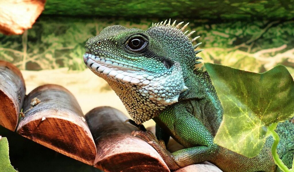 A Chinese water dragon showcasing its vivid green scales and textured skin, perched on a wooden structure with a lush foliage backdrop.
