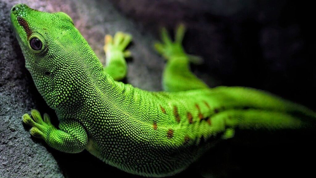 Close-up of a vibrant green gecko with textured, bumpy skin, clinging to a rock surface. The gecko has striking reddish-brown markings on its back and large, dark eyes that stand out against its vivid coloration. The natural gradient of green across its body creates a dynamic contrast with the shadowy background.