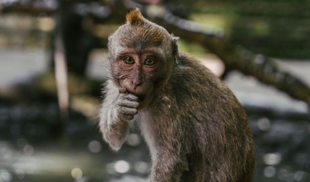 A young monkey with a small tuft of hair on its head sits near a water body, looking directly at the camera while holding its hand to its mouth.