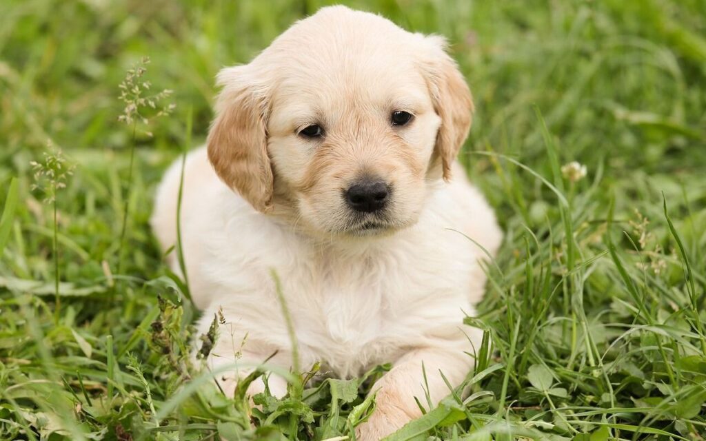 A golden retriever puppy with soft cream fur lies in a patch of lush green grass, gazing forward with a calm and gentle expression.