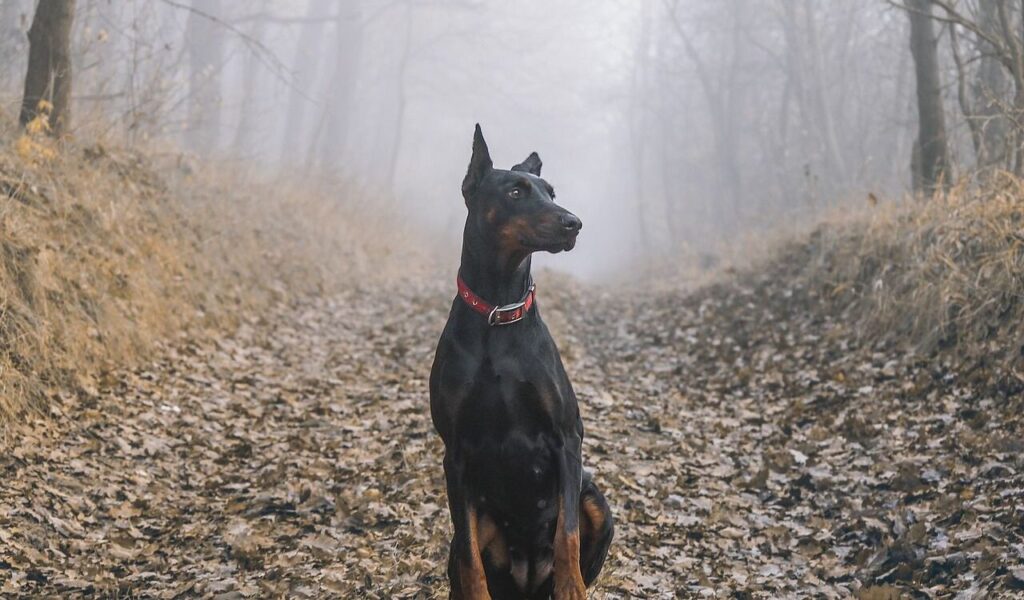 A Doberman with a red collar sits elegantly in a foggy forest path, surrounded by fallen autumn leaves, exuding a sense of alertness and grace.