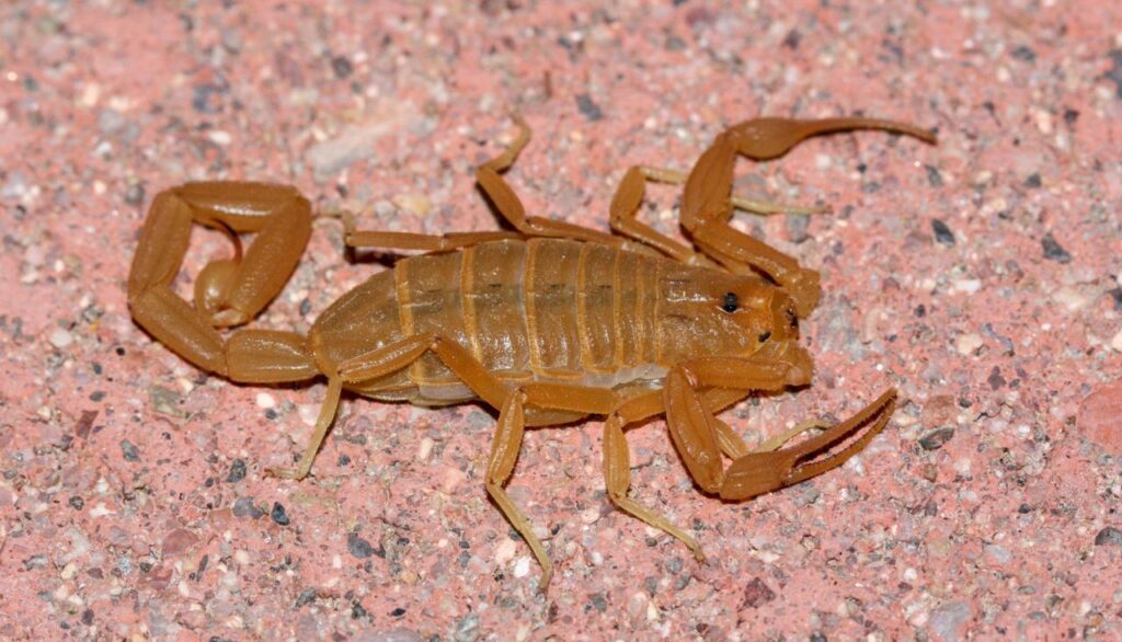 Brown scorpion on a textured pink surface.