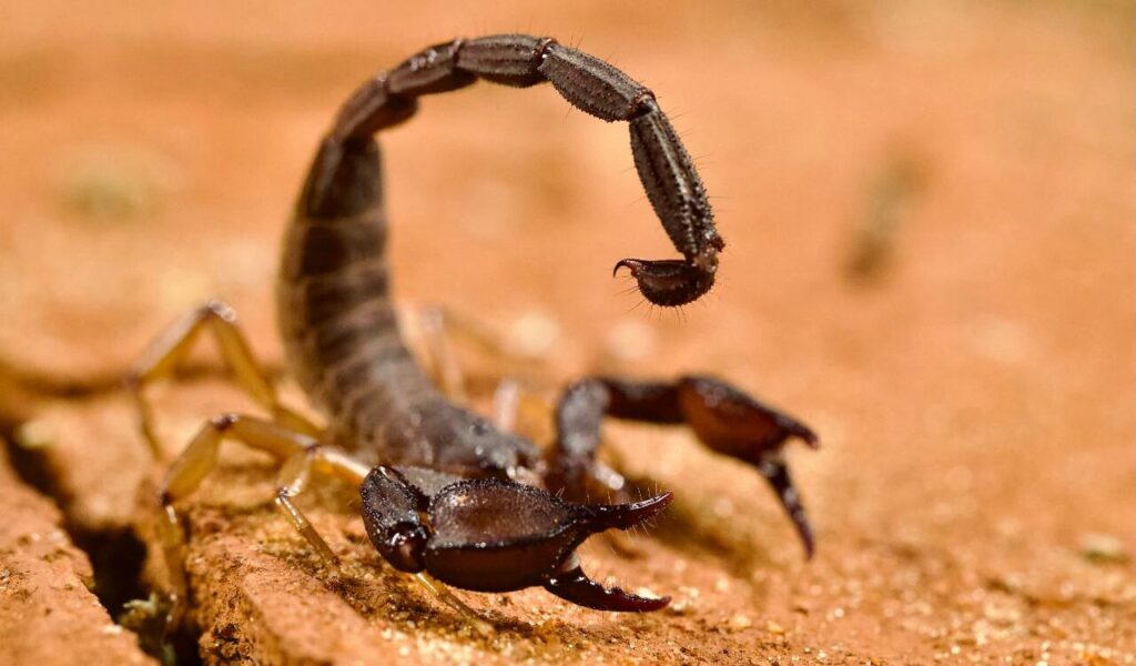 Close-up of a dark scorpion with its tail curled, standing on reddish-brown soil.
