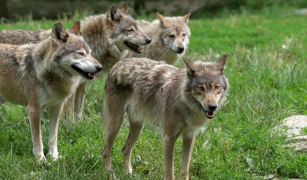 A group of wolves gathered in a grassy meadow, showcasing their alert and social behavior. The closest wolf to the camera appears to be the leader, standing out with a strong and intense gaze.