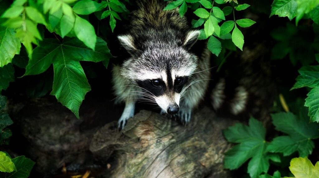 A raccoon peeks out from dense green foliage, its masked face and curious eyes highlighted by the soft light. The raccoon's fur is a mix of gray and black, blending seamlessly with the natural setting of leaves and a wooden log beneath it.