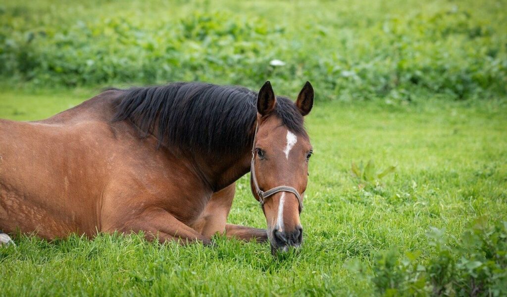 A brown horse with a white facial marking lying down on lush green grass, resting peacefully in a vibrant meadow.